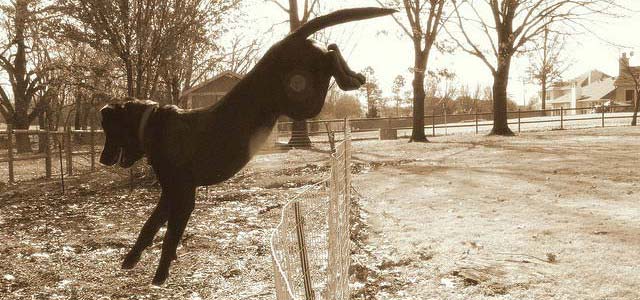 Dog Jumping Over Fence