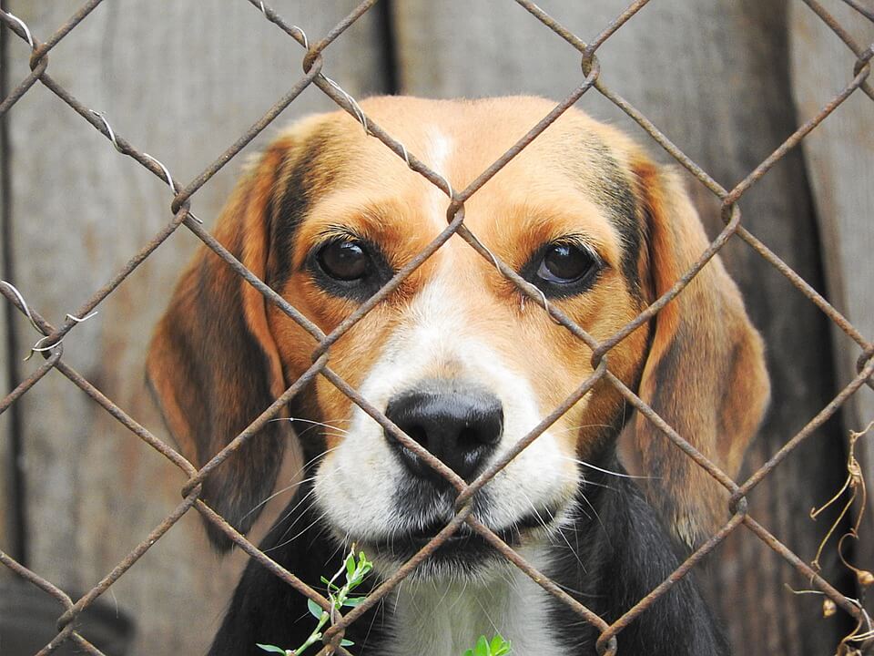 Dog in Kennel