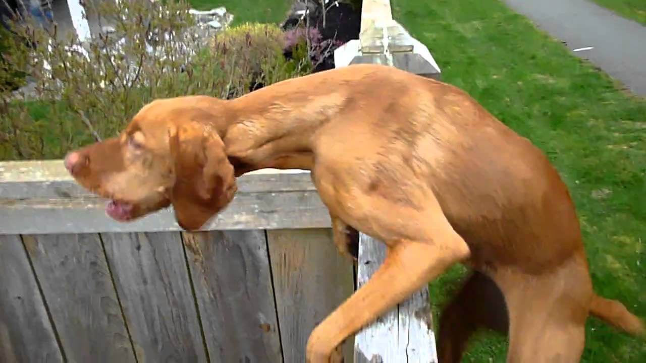 Electric dog fence afterpay sale
