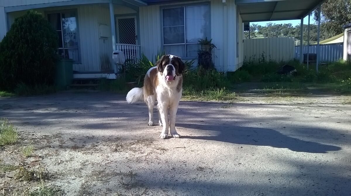 Sharleen's Saint Bernard