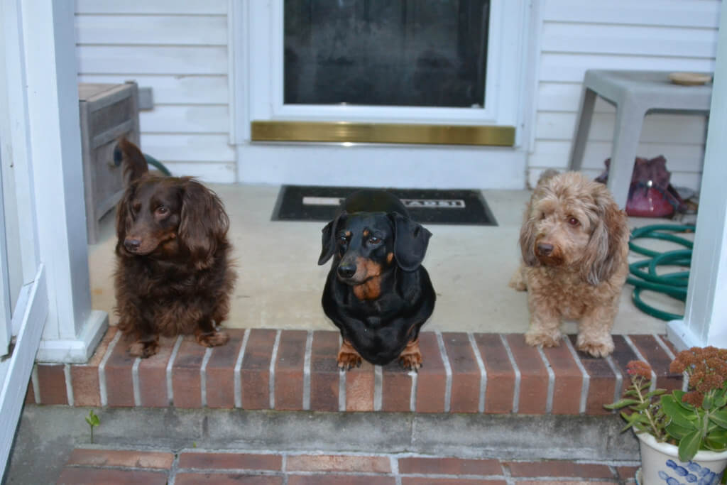 well behaved dogs dog fence