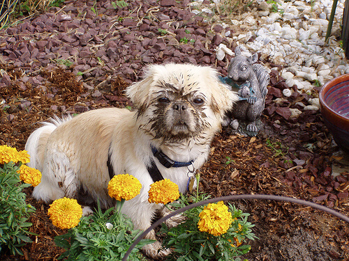 Dog digging up garden beds