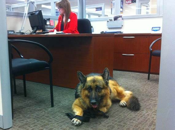 Dog in the office