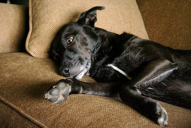 Dog Hair Problem on Couch