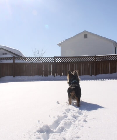 Dog Walking to Fence