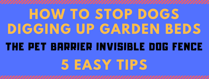 5 easy tips to stop dogs digging up garden beds