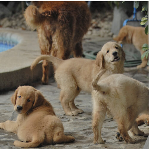 Labrador Puppies