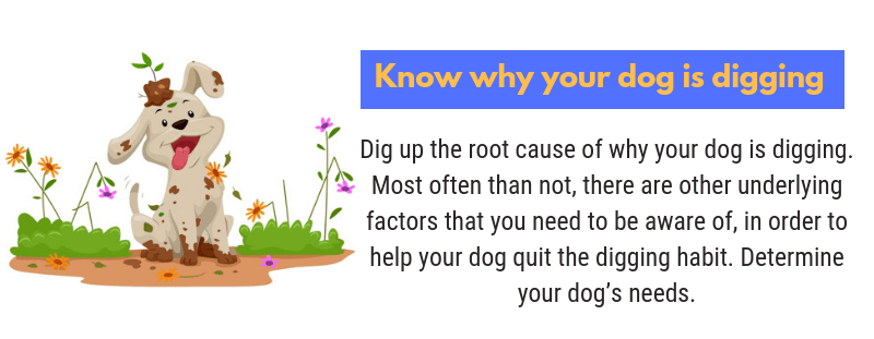 Tip to stop your dog from digging up your garden bed