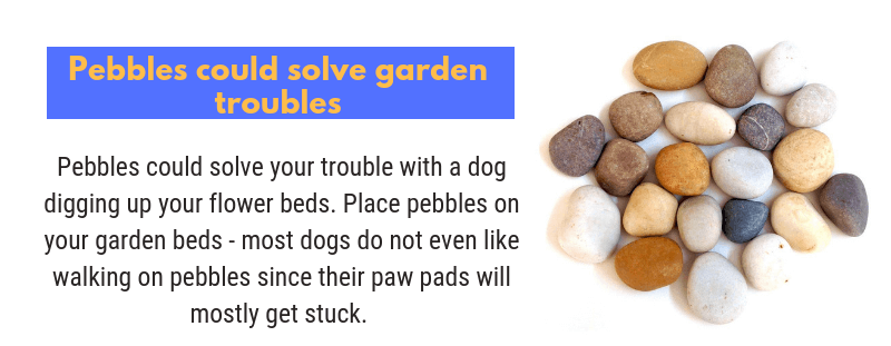 Tip to stop your dogs from digging up your flower beds