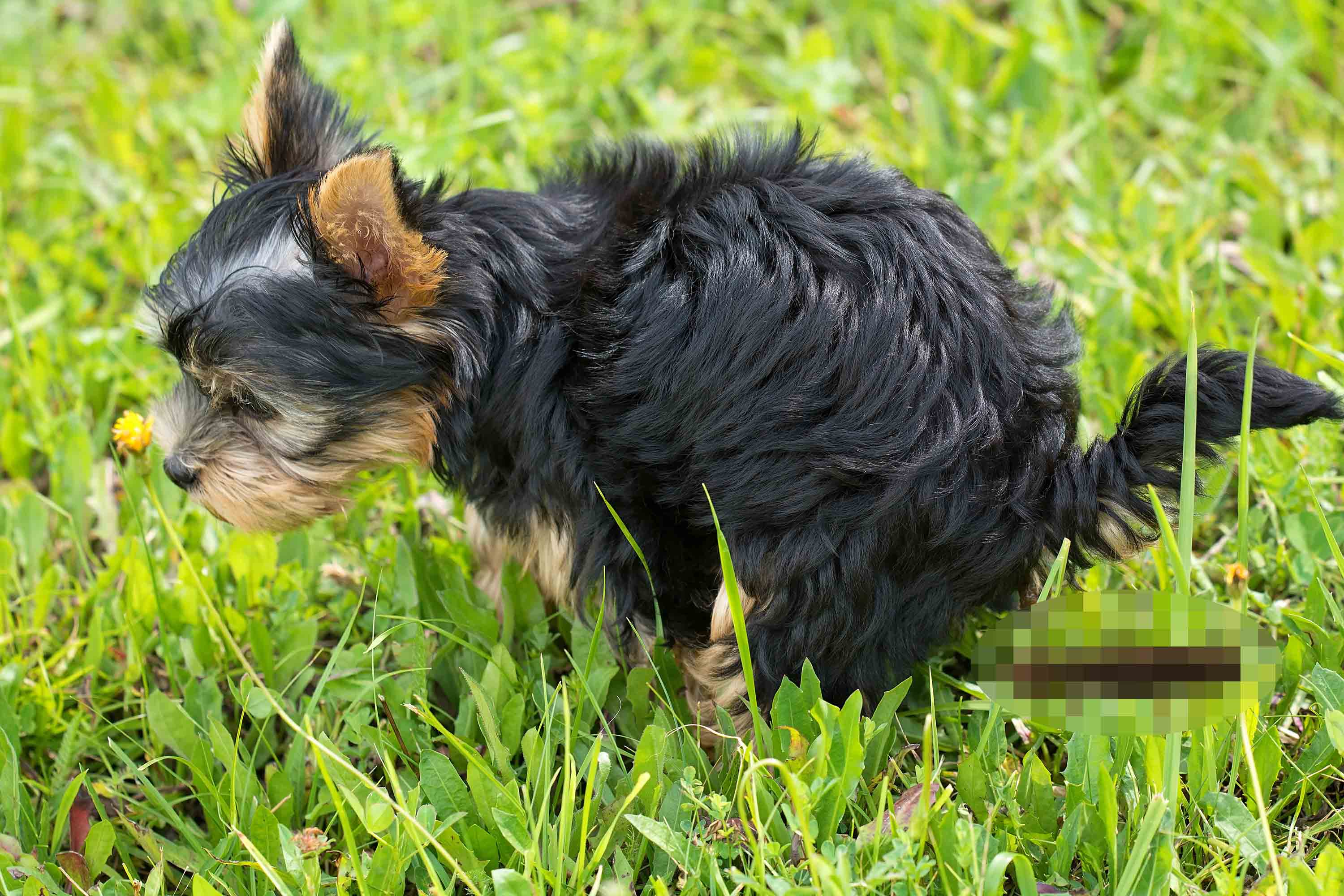 remote trainer stop dog from eating poo