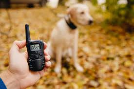 dog wearing a remote dog training collar getting tested for recall