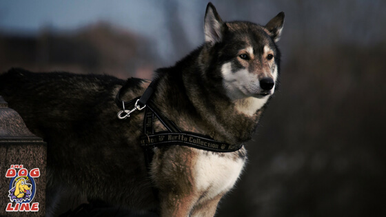 Get your dog a body leash or harness to work with the Electronic Dog Collar