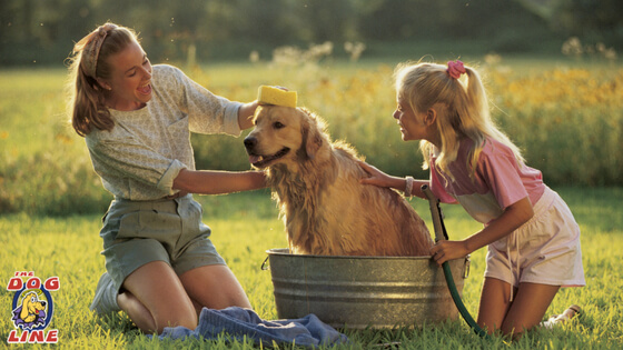 Always clean your dog’s neck and the “Shock” Collar