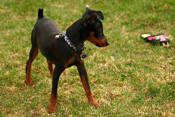 Miniature Pinscher