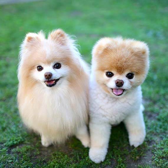 Pomeranian