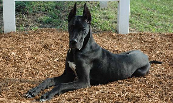 Great Dane