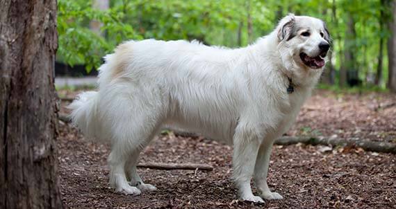 Great Pyrenees