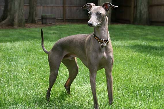 Italian Greyhound