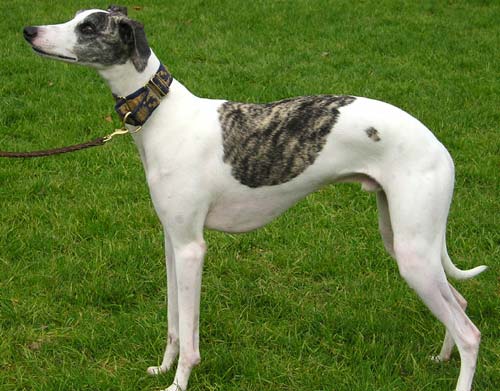 Whippet