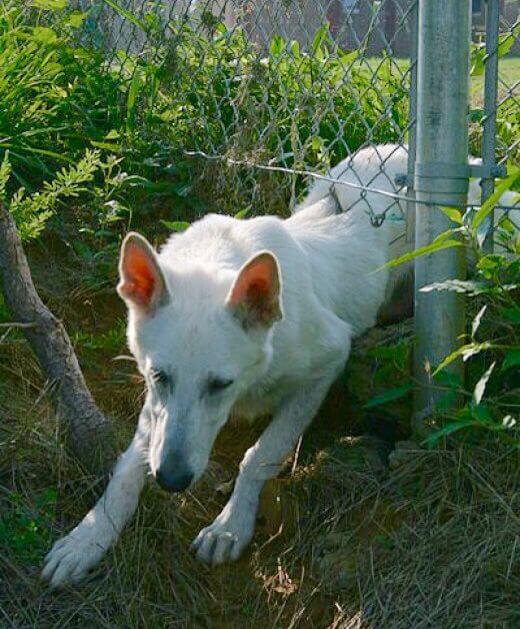 Traditional Fences will never be as effective as Electric Dog Fences.