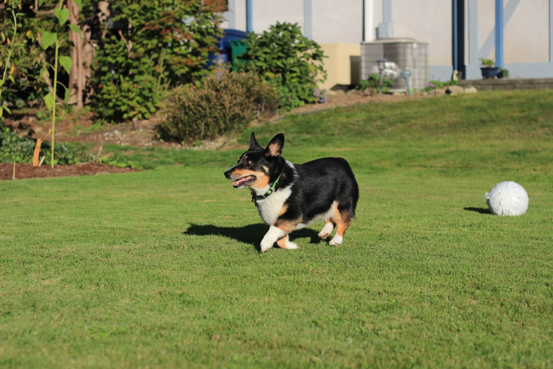 Electronic Dog Fence Training in Property