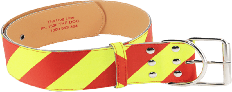 The NEW Dangerous Dog Collar with Tech Coat for enhanced durability. The collar features bold diagonal yellow and red stripes, six stainless steel button studs, and a sturdy belt buckle, designed for secure and long-lasting use.