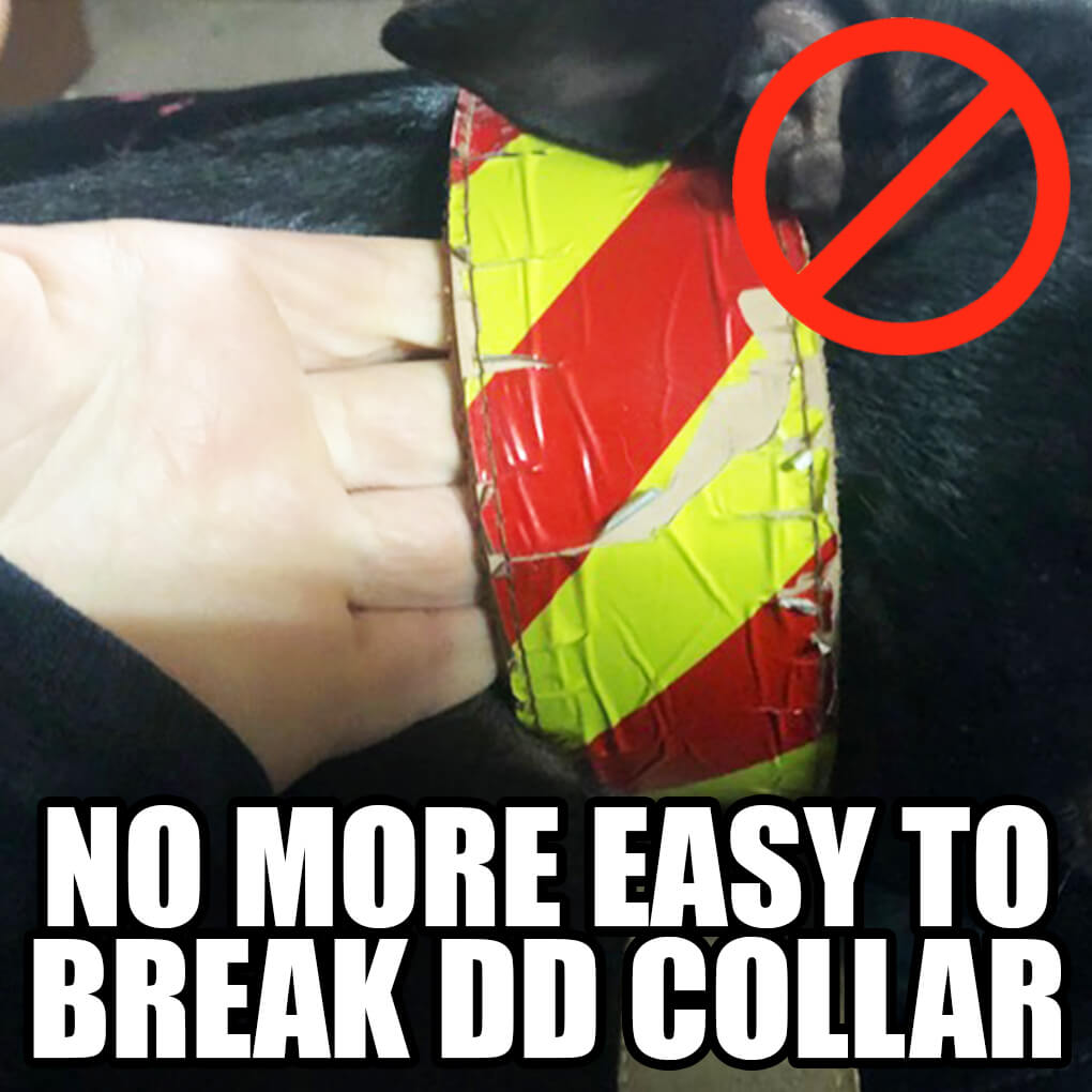 Dangerous Dog Collars