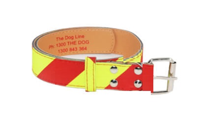 Dangerous Dog Collar - Small