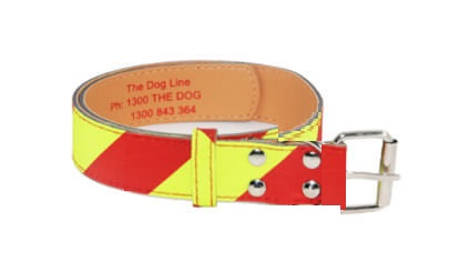 (OUT OF STOCK) Dangerous Dog Collar #2 for Dogs UNDER 20kg – 25mm Width – Fits Neck 33–45cm