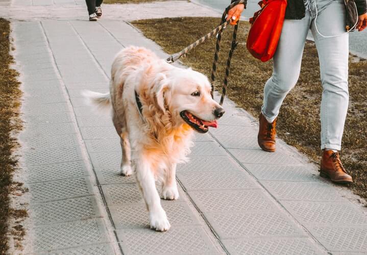 Dog on a walk to exercise before fireworks event