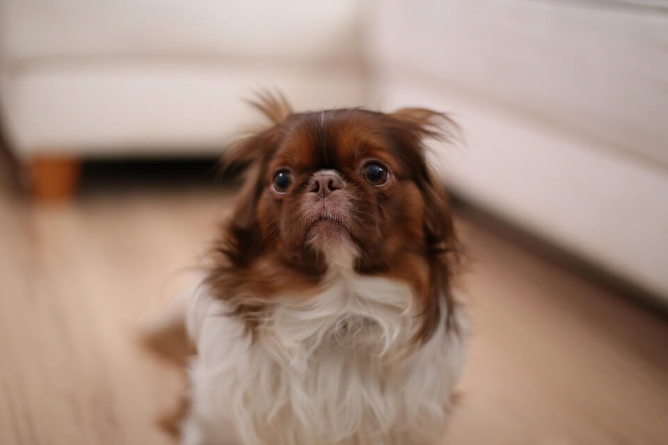 Dog scared of fireworks