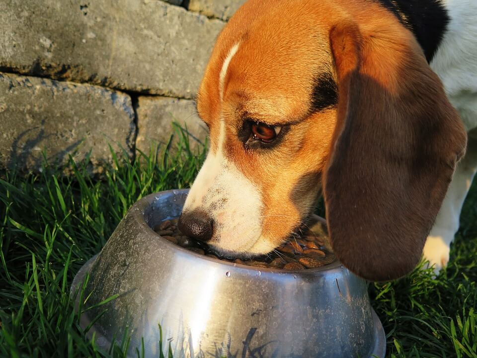 Dog being fed before fireworks show