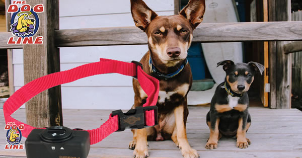 Dog Bark Collar Training: Reduce Nuisance Barking By 60%