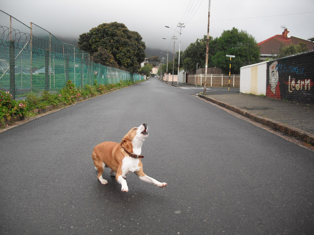 Neighbourhood Dog Barking