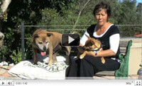 Pet Barrier Dog Fence Testimonials