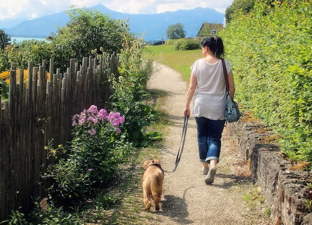 Dog Fence Going for a walk