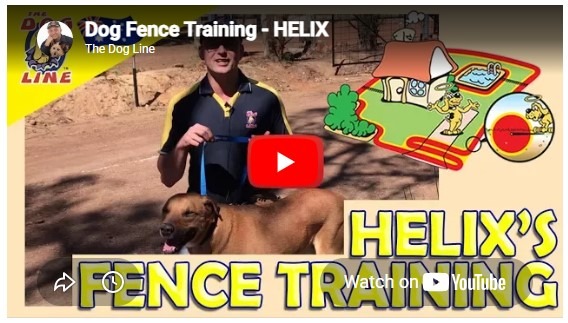 Dog Fence Training with Helix the Nervous Dog