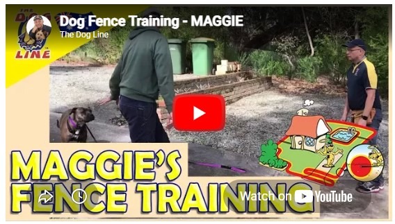 Dog Fence Training with Maggie the Rescue Dog