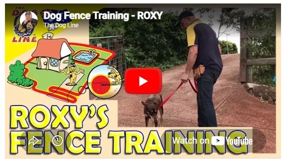 Dog Fence Training with Roxy the Fence Jumper