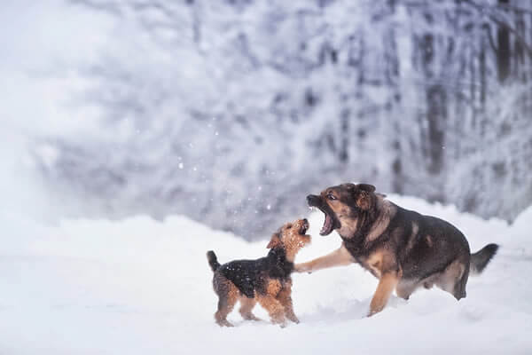 aggressive dogs in snow