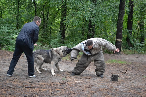 Aggressive dog attacking human