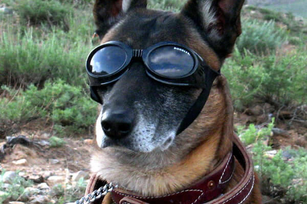 Dog from a working dog breeder