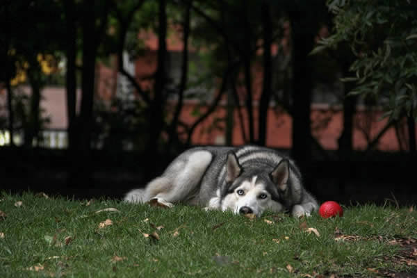 Husky at the park not coming when called