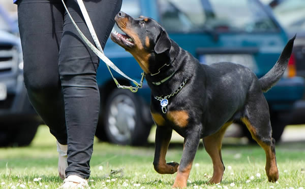 Dog on a leash being trained for recall