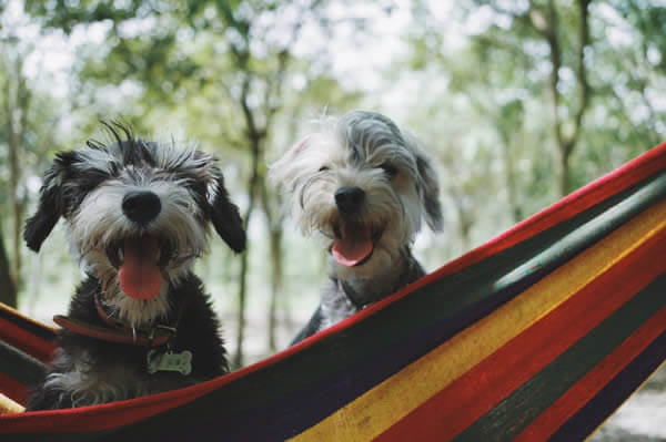 Two non-aggressive dogs socialising in a hammock