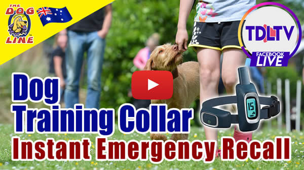Citronella dog collar for recall clearance