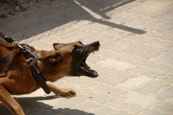 fearful dog being aggressive on leash