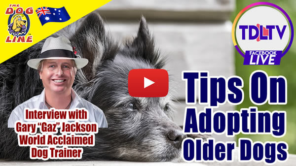 Tips on Adopting Adult or Older Dogs: Dog Training - Interview with Gaz Jackson