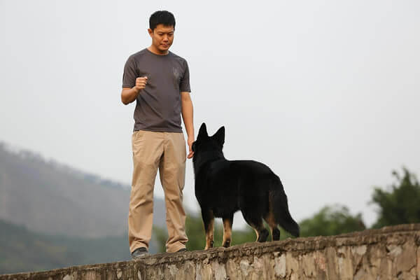 Man training dog with obedience commands