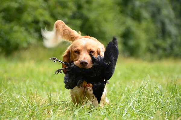 predatory aggressive dog caught a raven bird